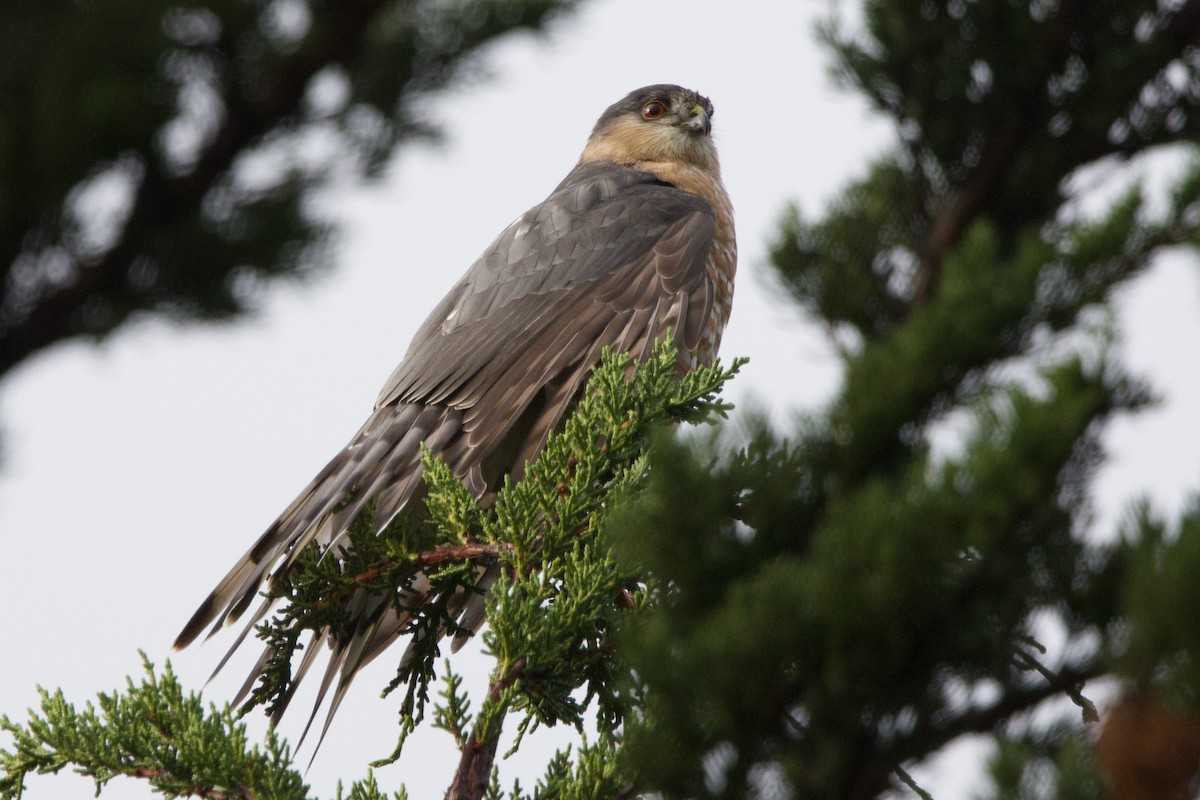 Épervier brun - ML647569455