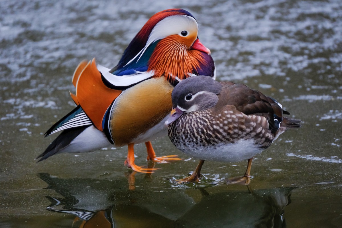 Mandarin-ahatea - ML647569457