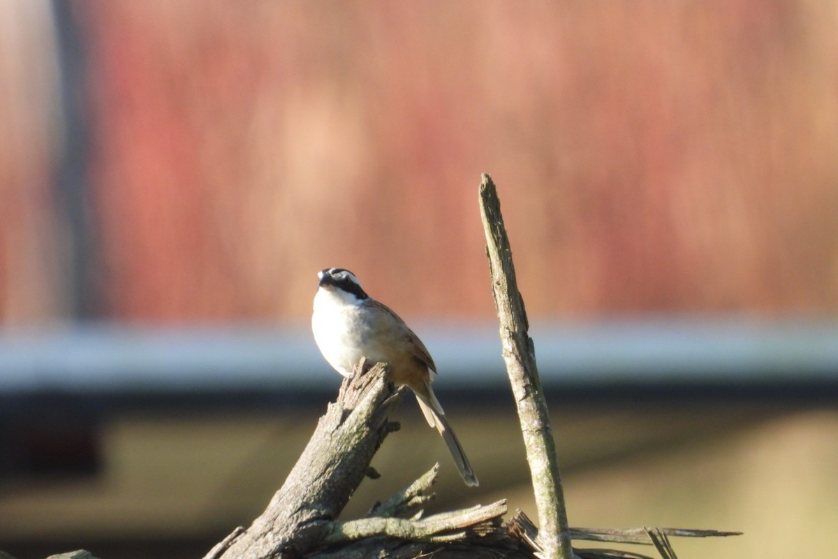 Stripe-headed Sparrow - ML647569478