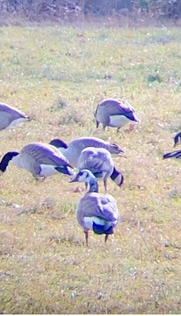 Oca canadese maggiore - ML647569490