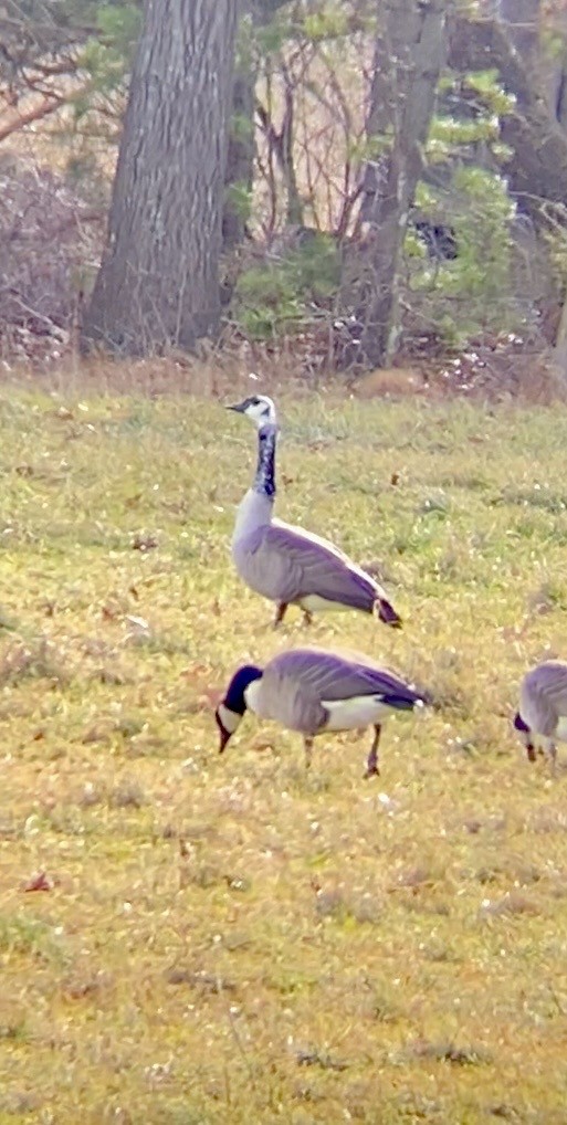 Oca canadese maggiore - ML647569491