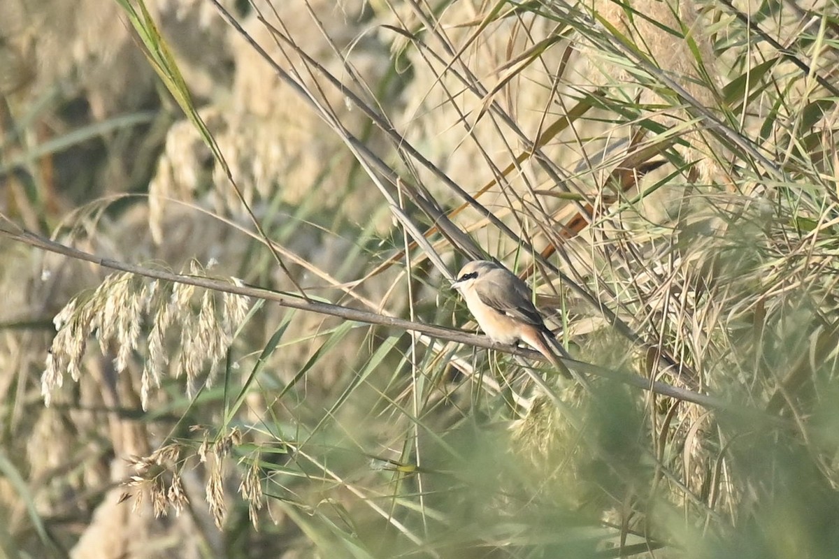 Сорокопуд горихвістковий/рудохвостий - ML647569496