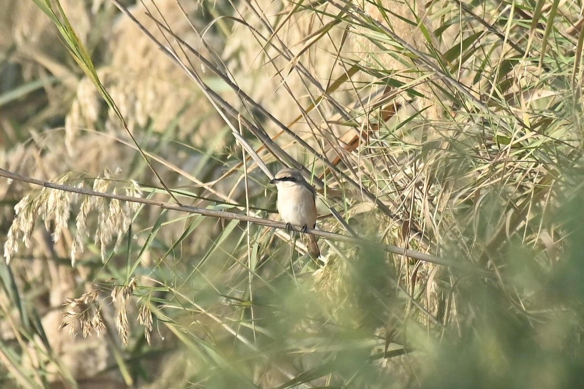 Сорокопуд горихвістковий/рудохвостий - ML647569497