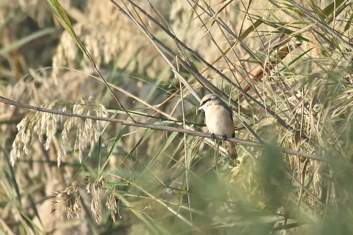 Сорокопуд горихвістковий/рудохвостий - ML647569498