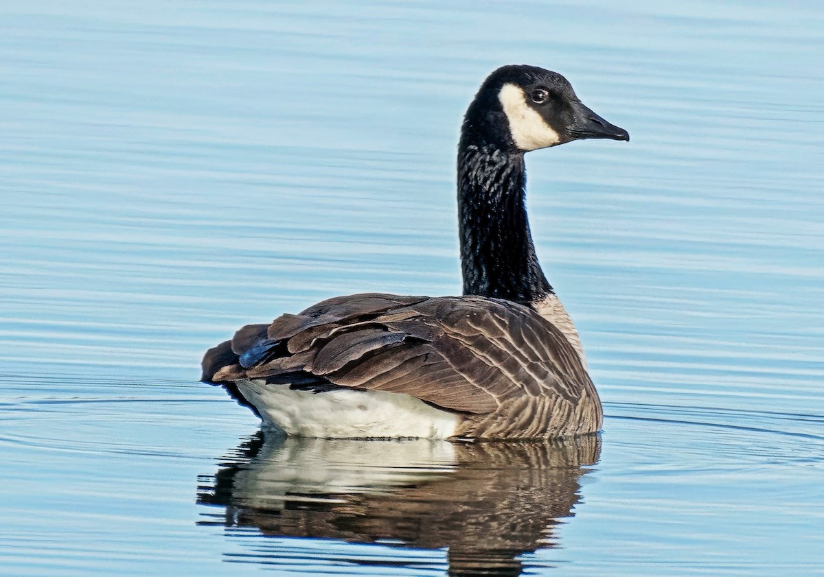 Oca canadese maggiore - ML647569520