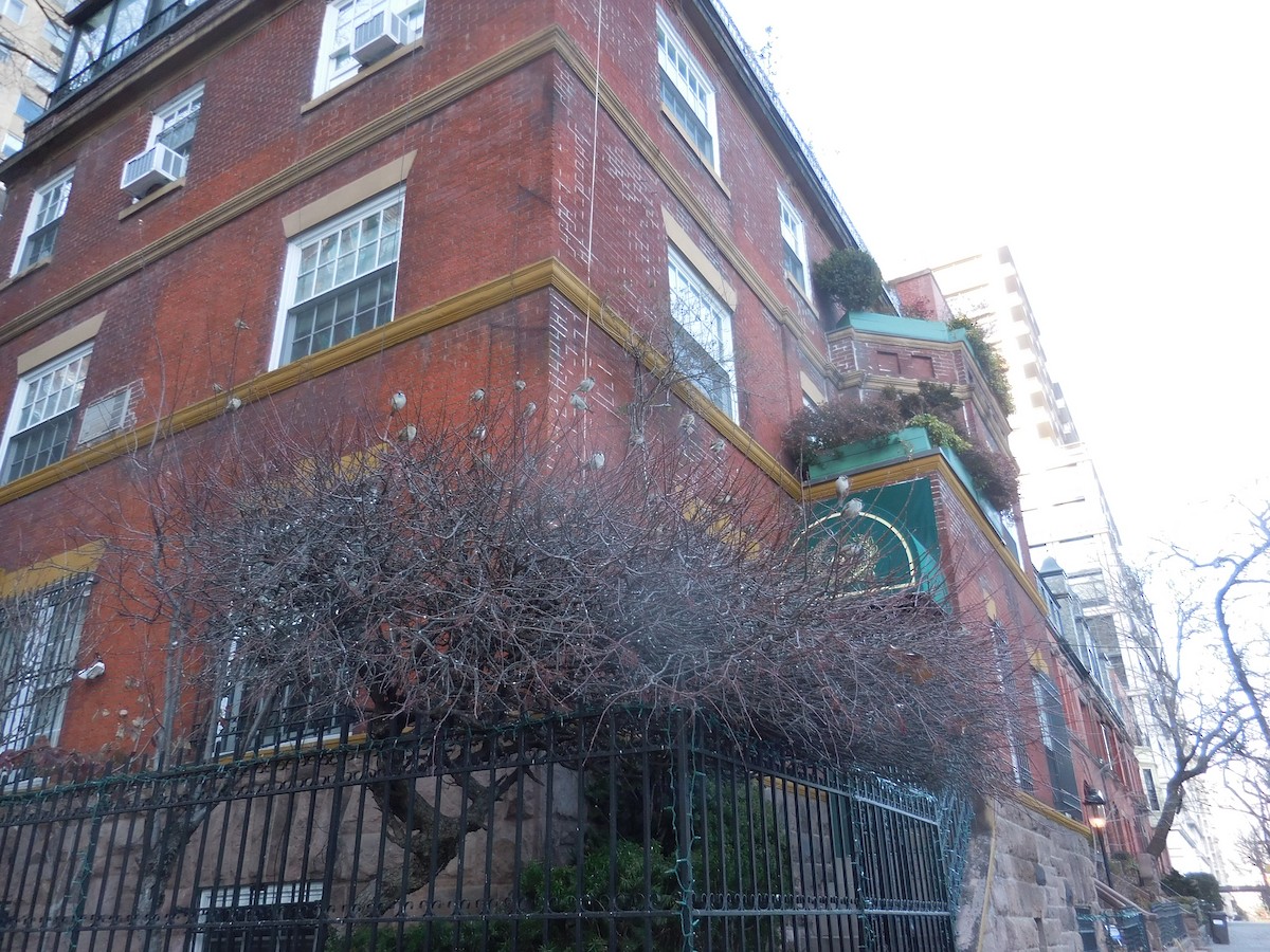 House Sparrow - ML647569527