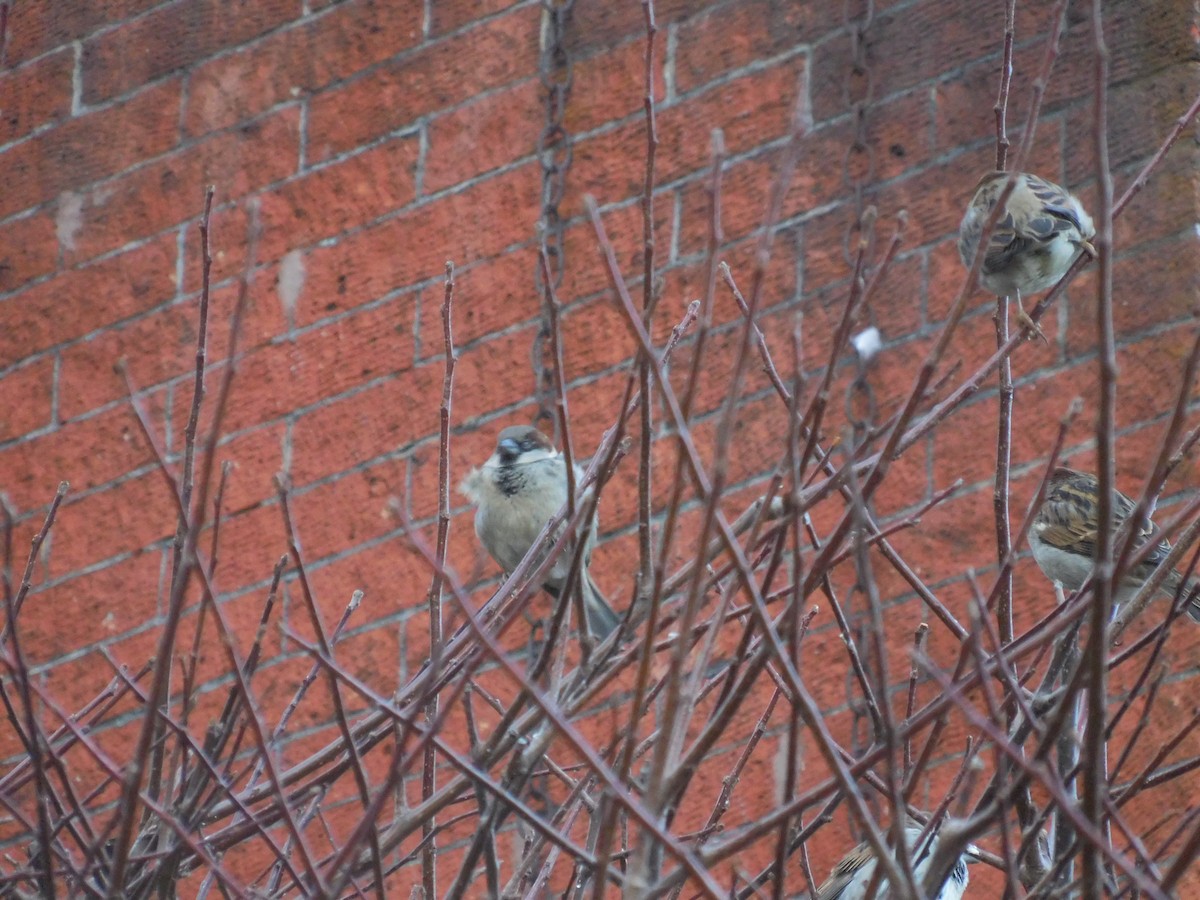 House Sparrow - ML647569528