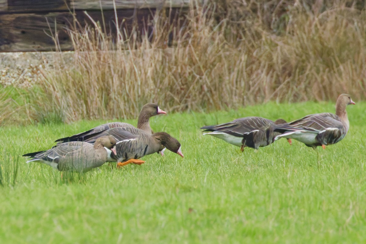 Greater White-fronted Goose - ML647569536