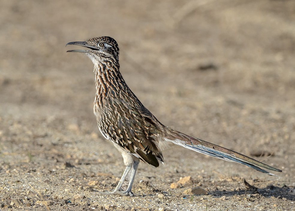 Greater Roadrunner - ML647569537