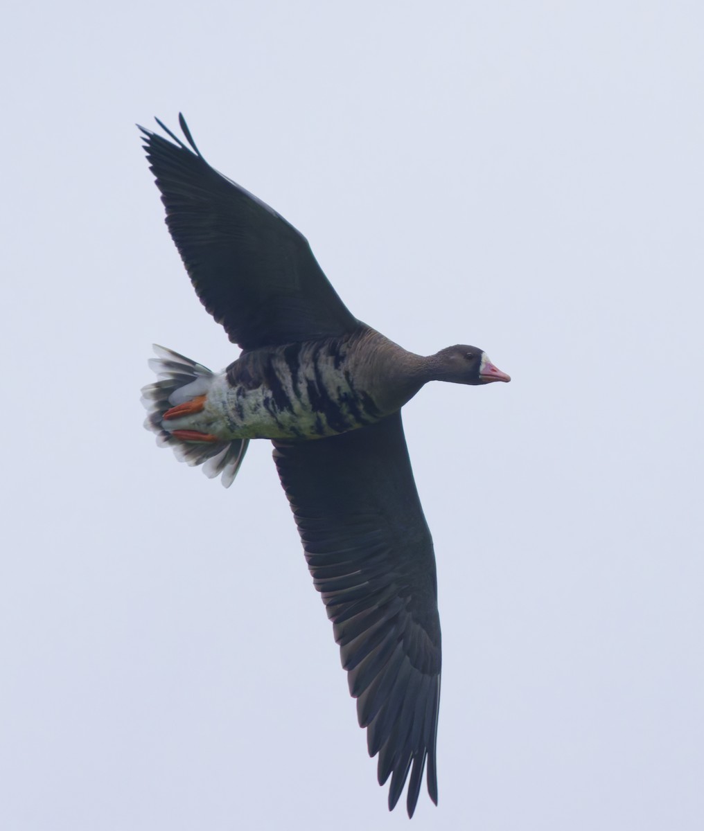 Greater White-fronted Goose - ML647569538