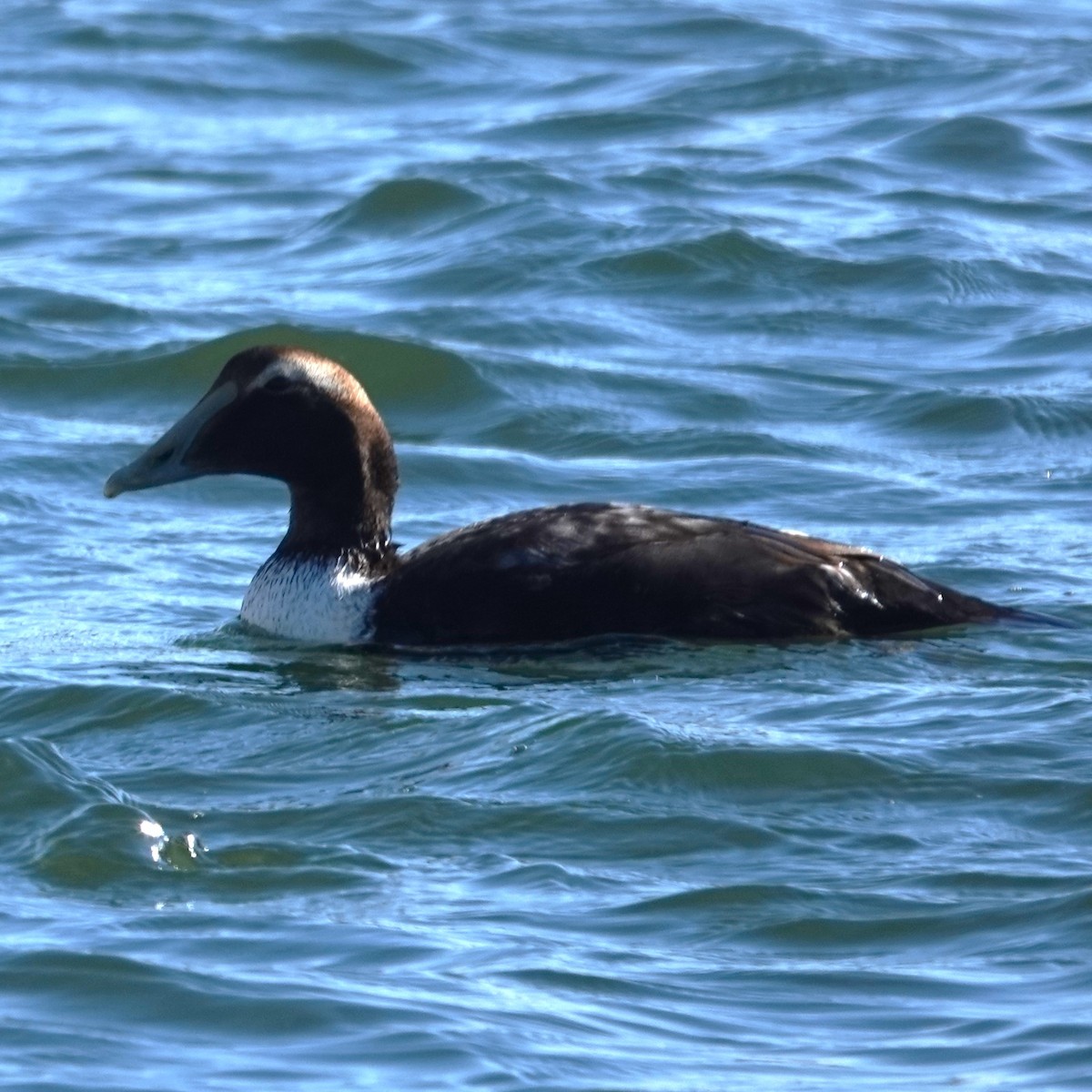 Common Eider - ML647569541