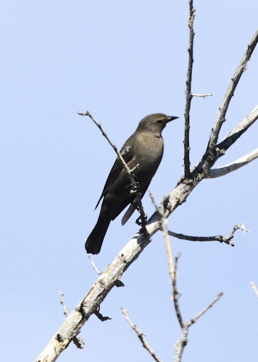 Brewer's Blackbird - ML647569544