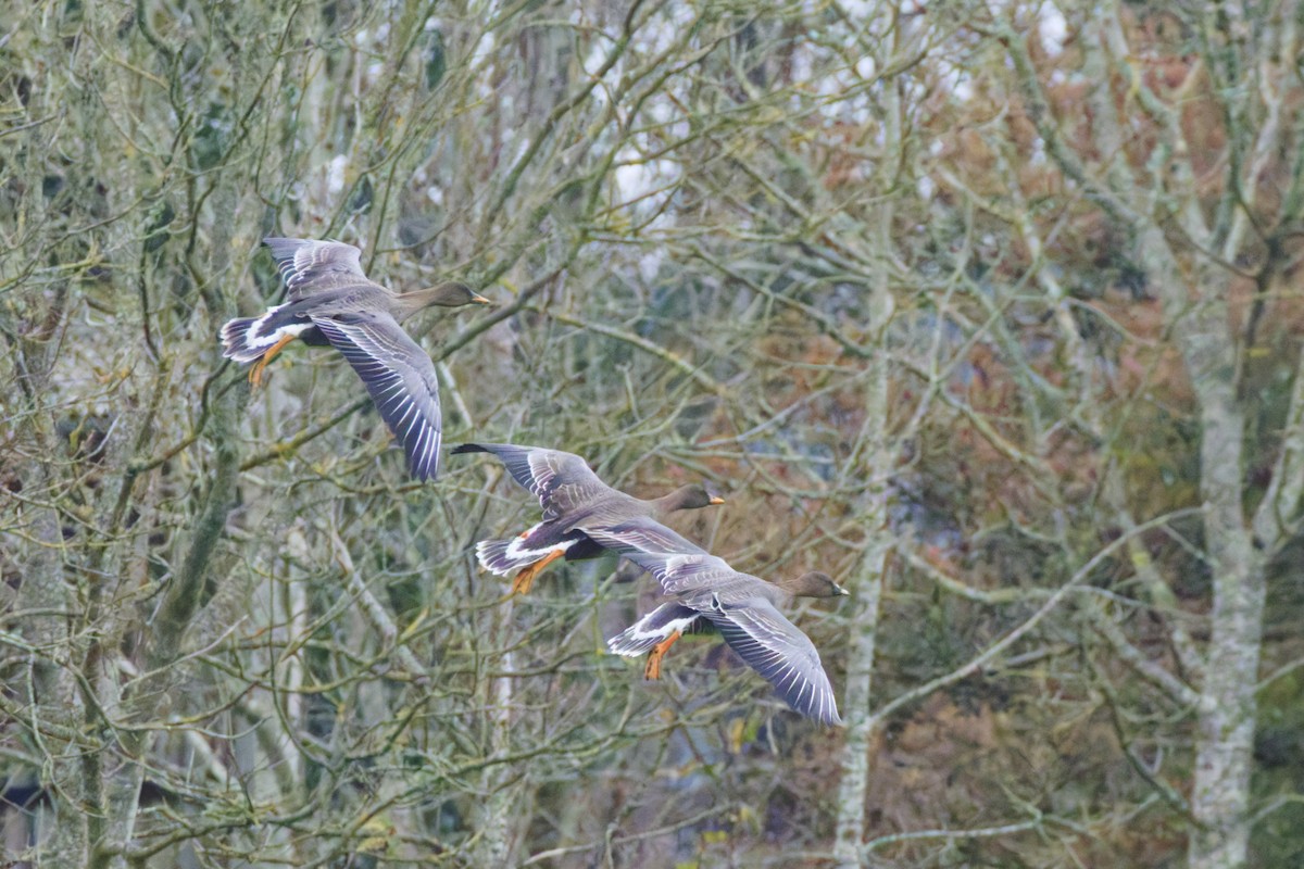 Tundra Bean-Goose - ML647569553