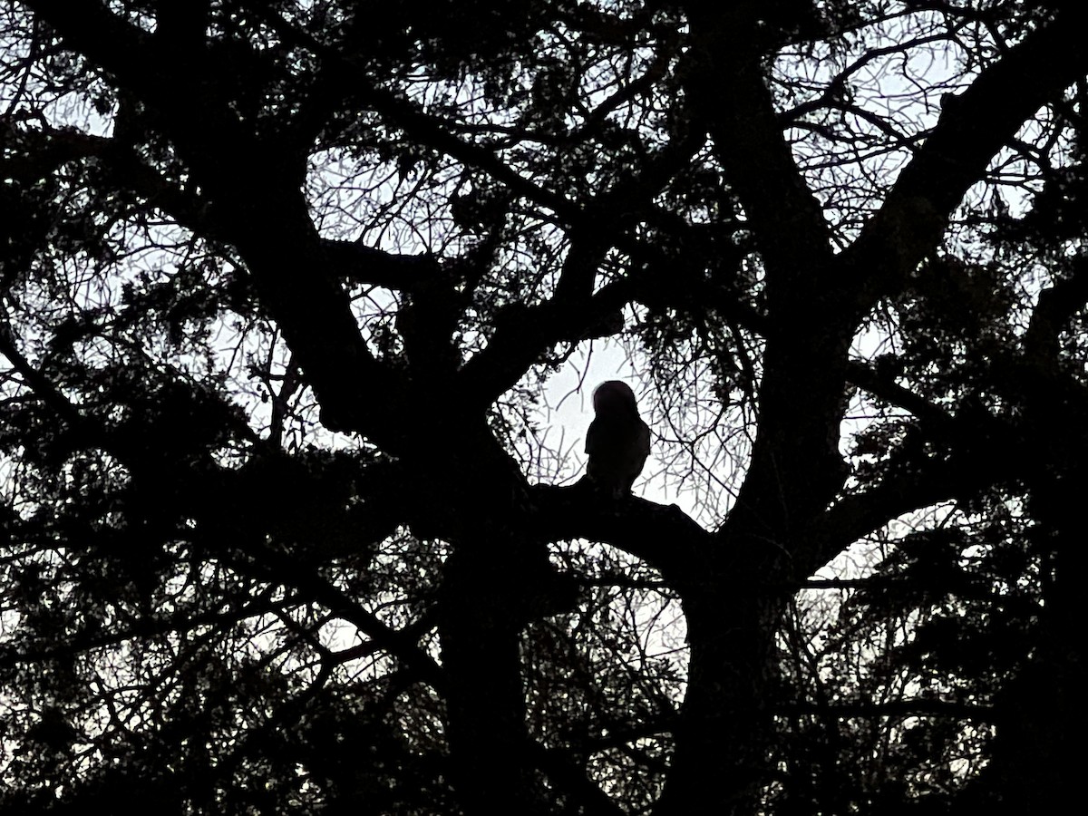 Barred Owl - ML647569554
