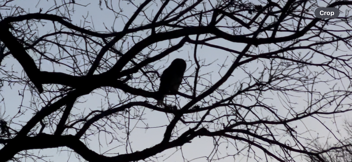 Barred Owl - ML647569555