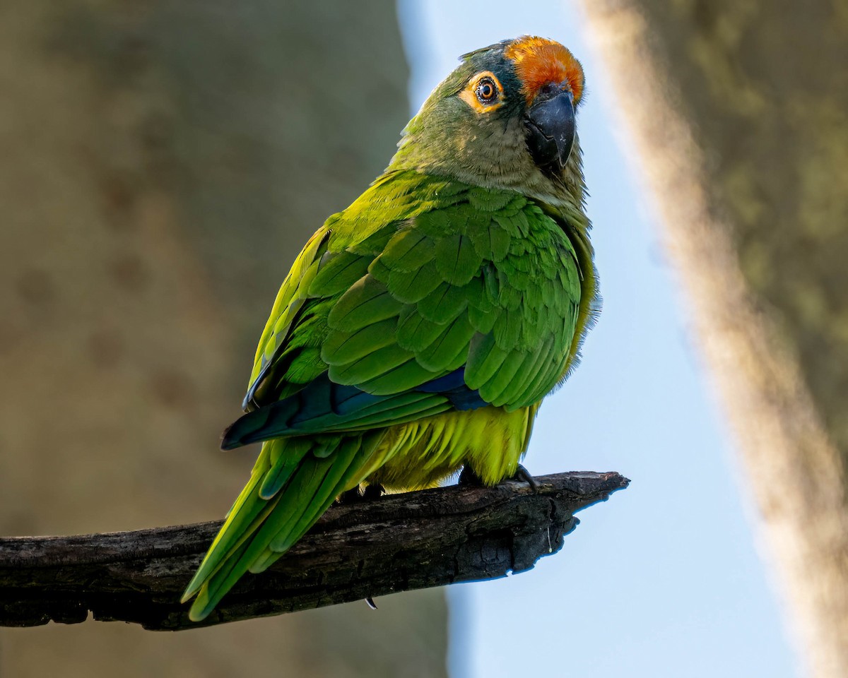 Peach-fronted Parakeet - ML647569562