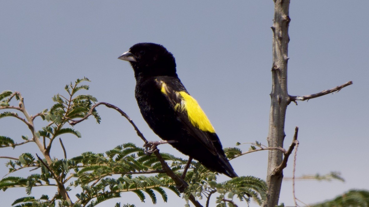 Yellow Bishop - ML647569563