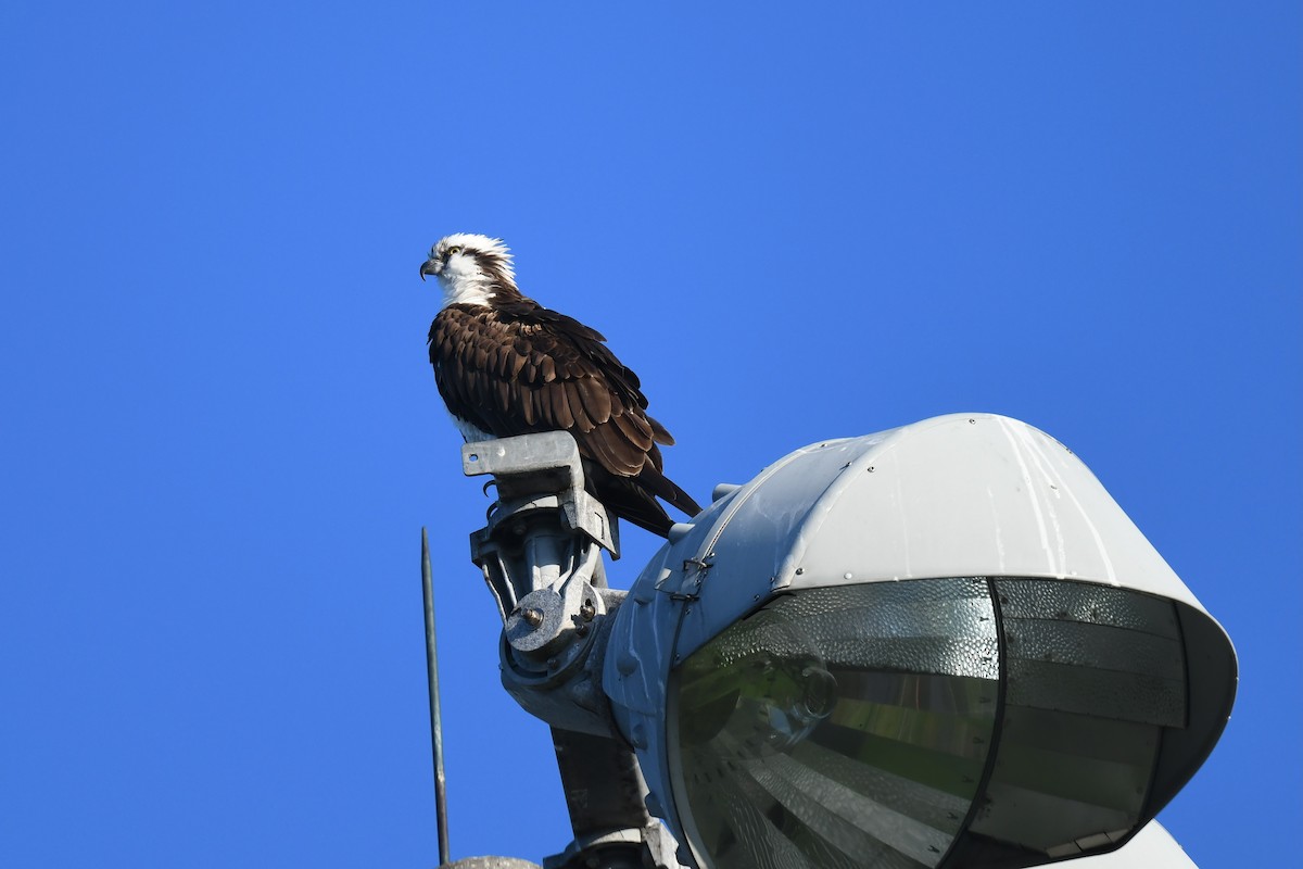 Osprey - ML647569564