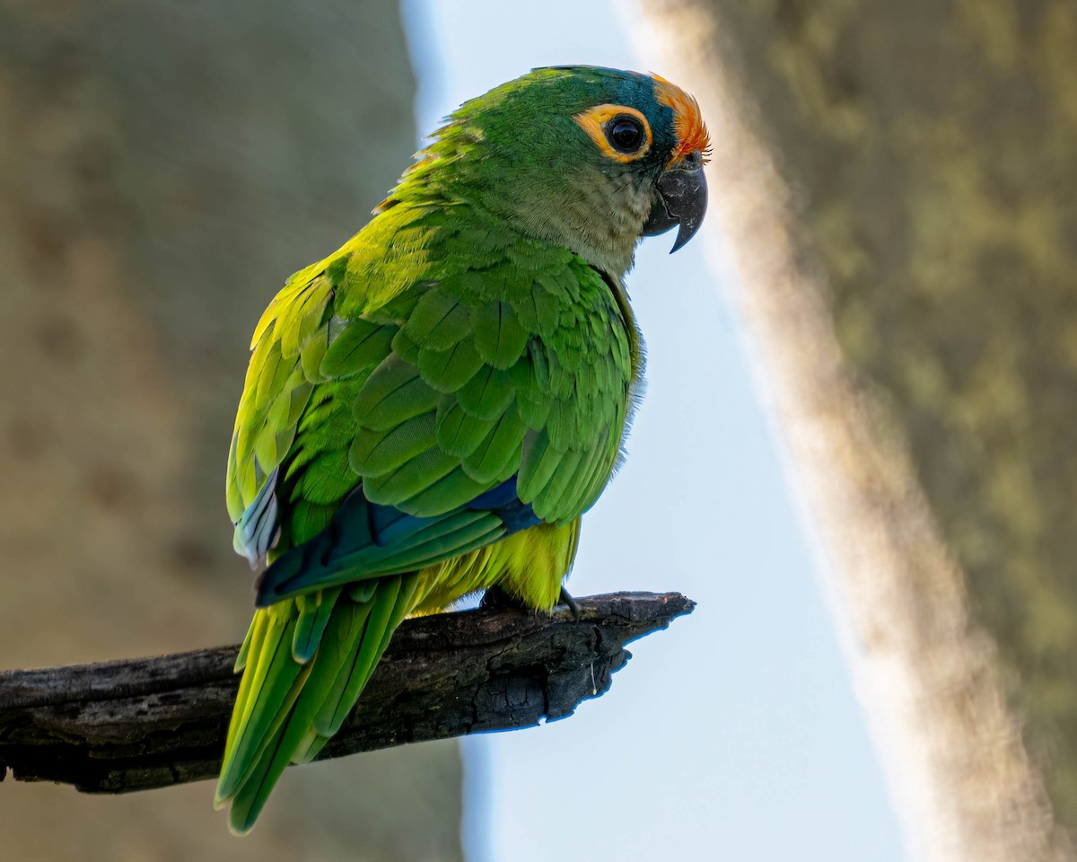 Peach-fronted Parakeet - ML647569565