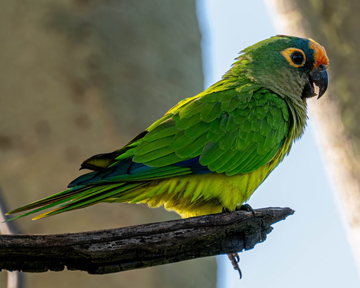 Peach-fronted Parakeet - ML647569566