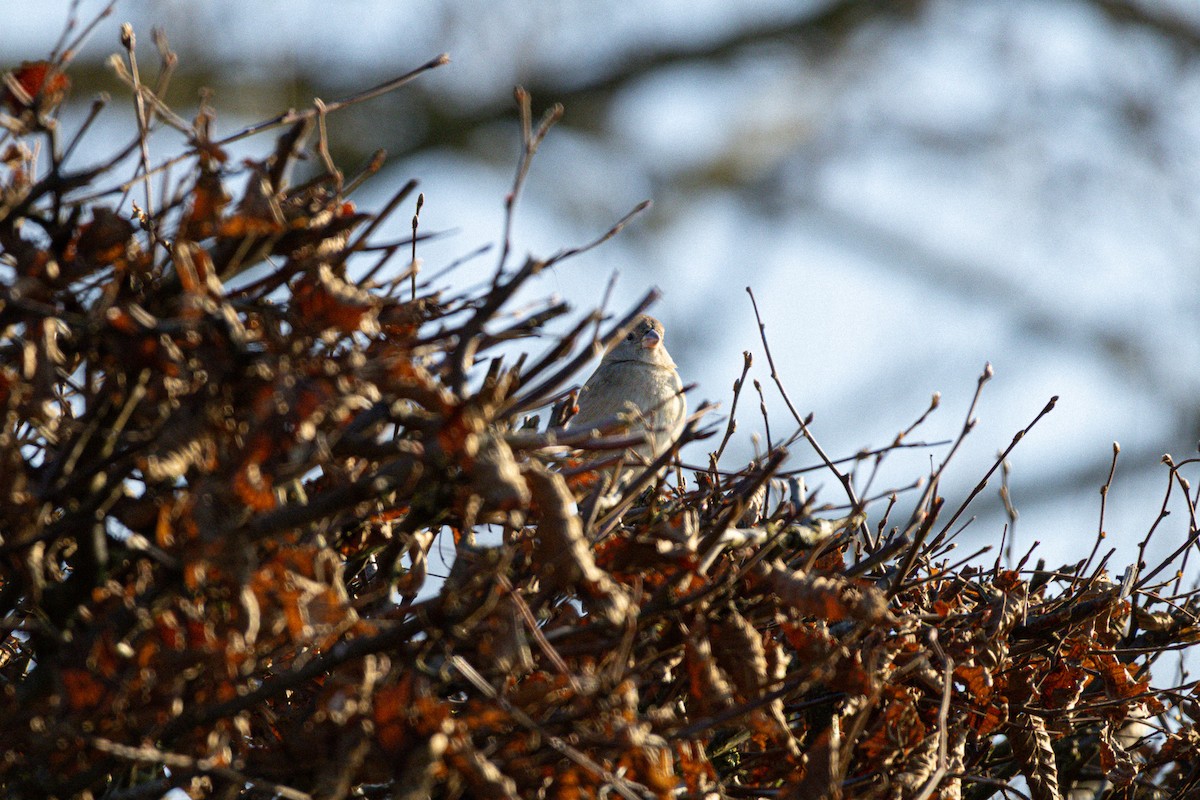 Eurasian Linnet - ML647569567