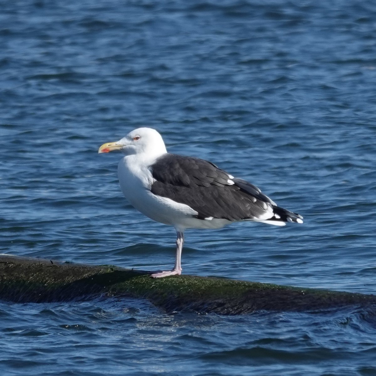 Great Black-backed Gull - ML647569568