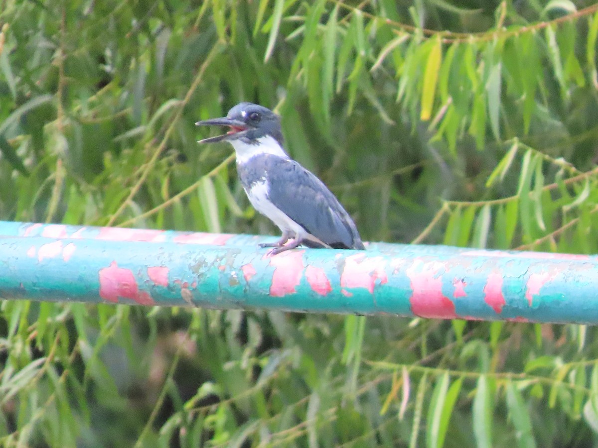 Belted Kingfisher - ML647569569