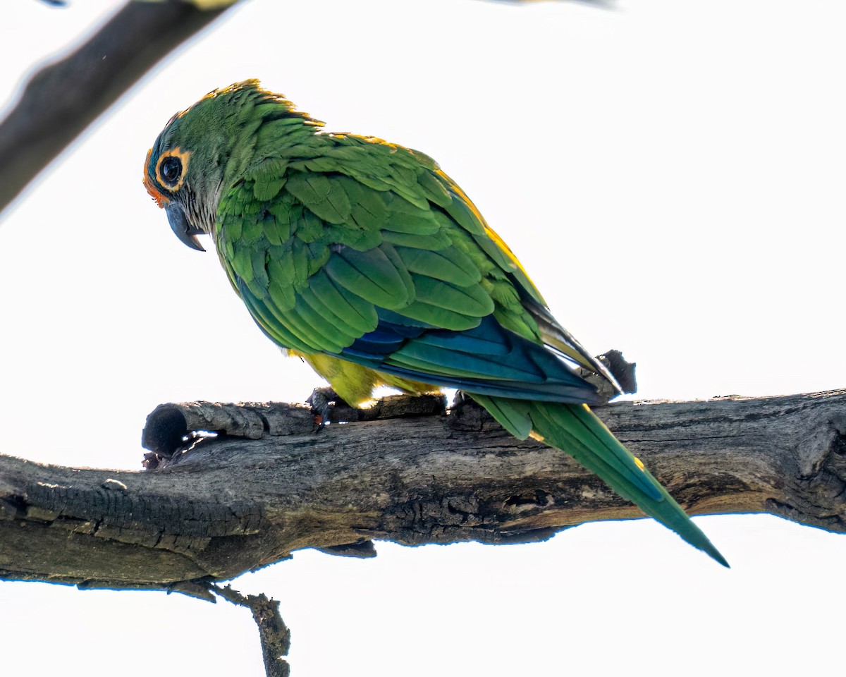 Peach-fronted Parakeet - ML647569570