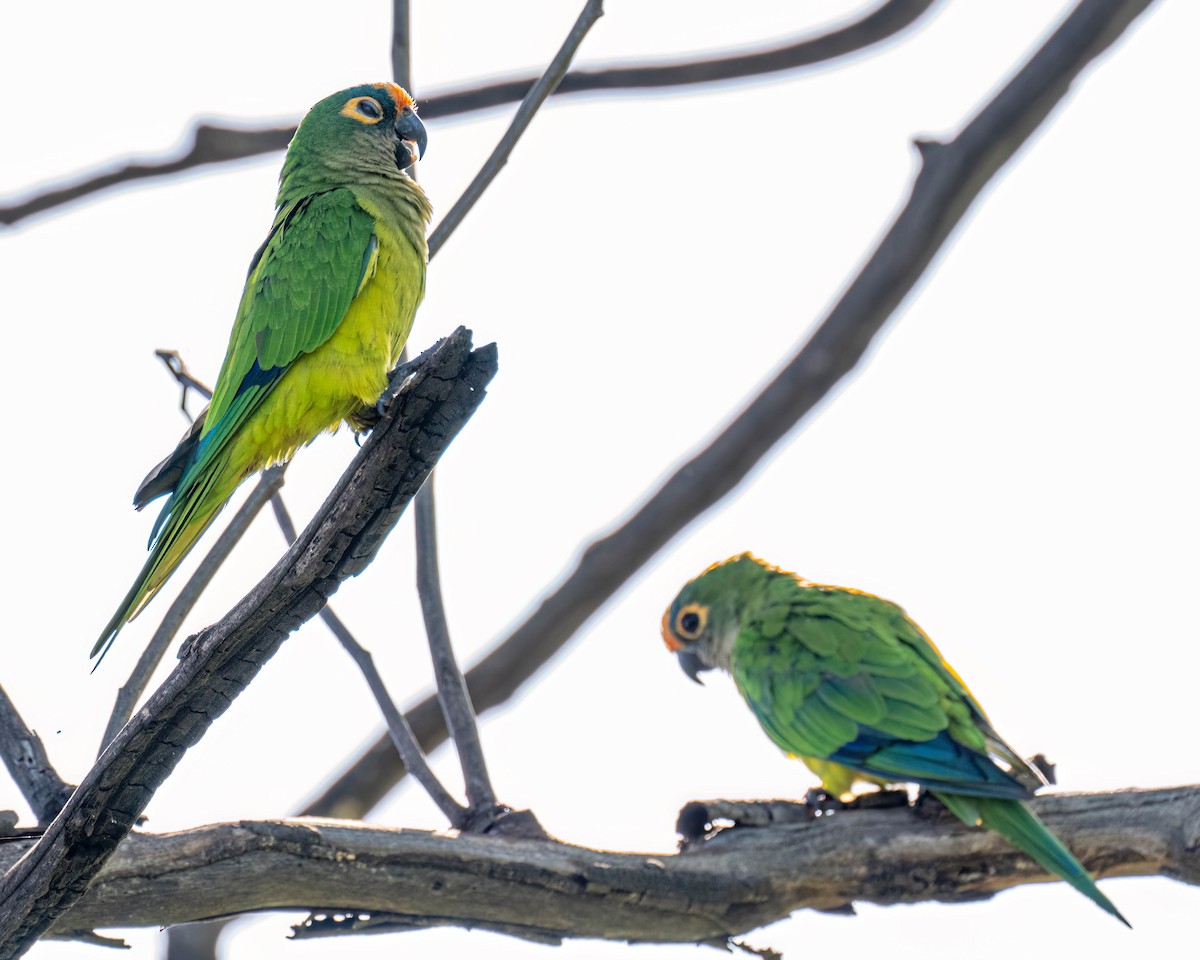 Peach-fronted Parakeet - ML647569571