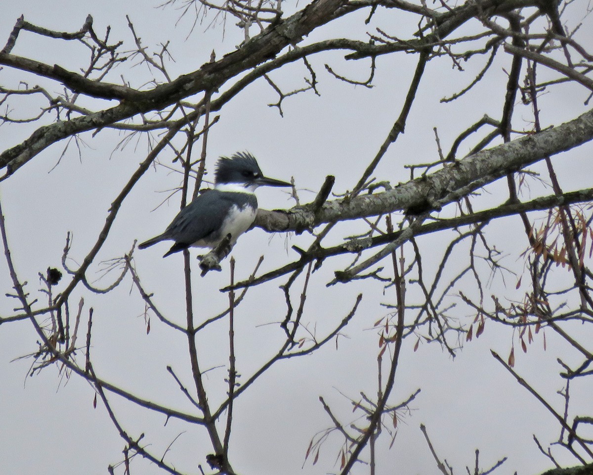 Belted Kingfisher - ML647569572