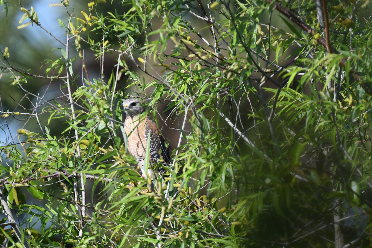 Red-shouldered Hawk - ML647569574