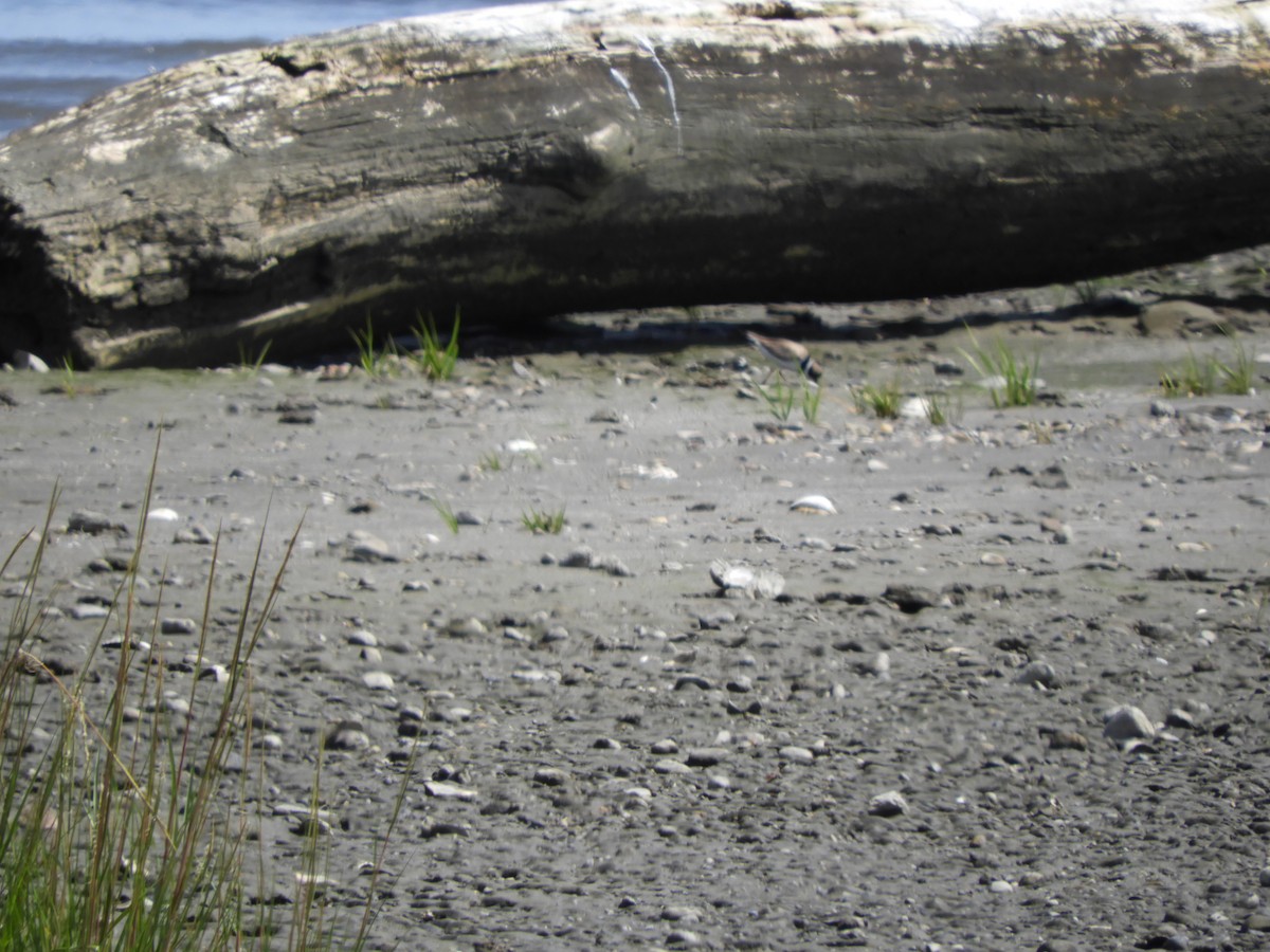Semipalmated Plover - ML647569577