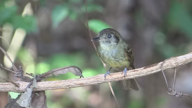 Sepia-capped Flycatcher - ML647569578
