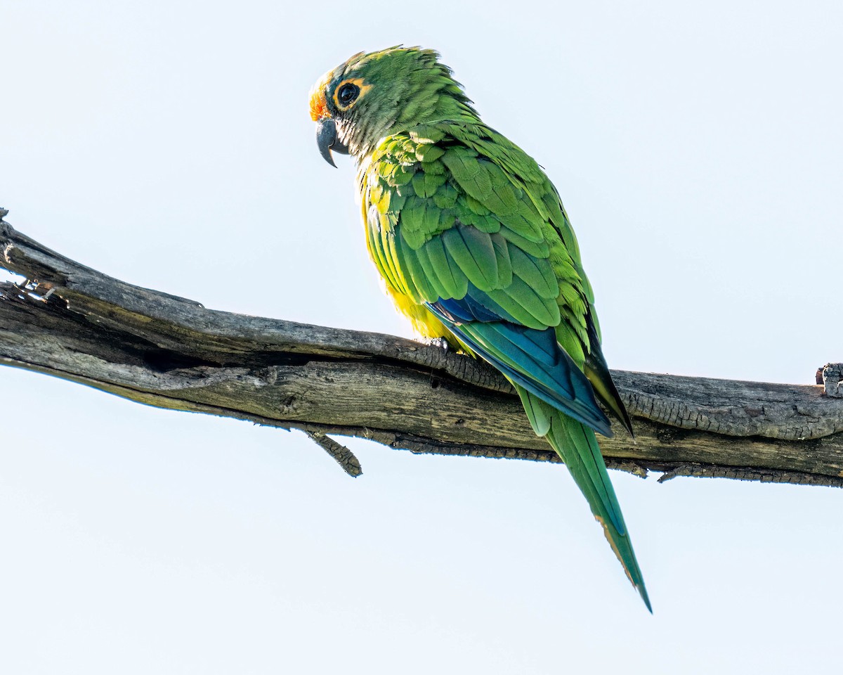 Peach-fronted Parakeet - ML647569579