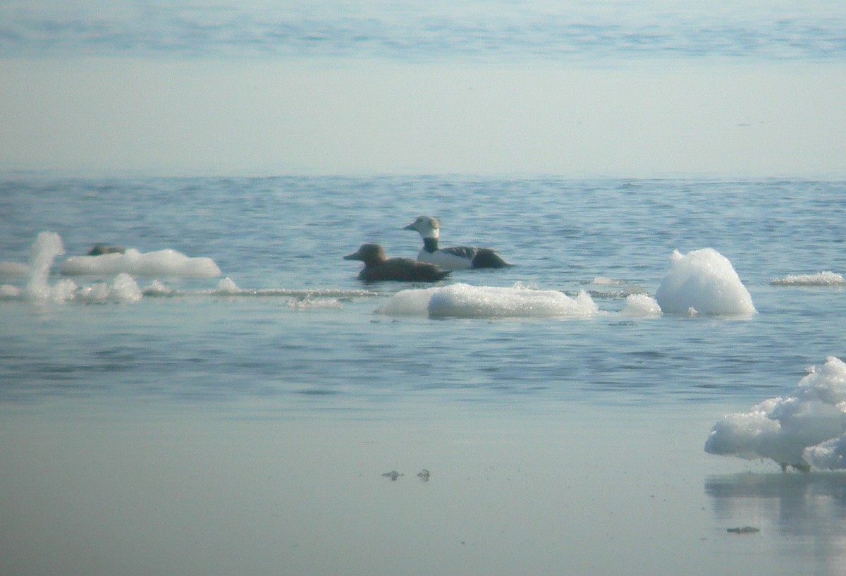 Steller's Eider - ML647569581