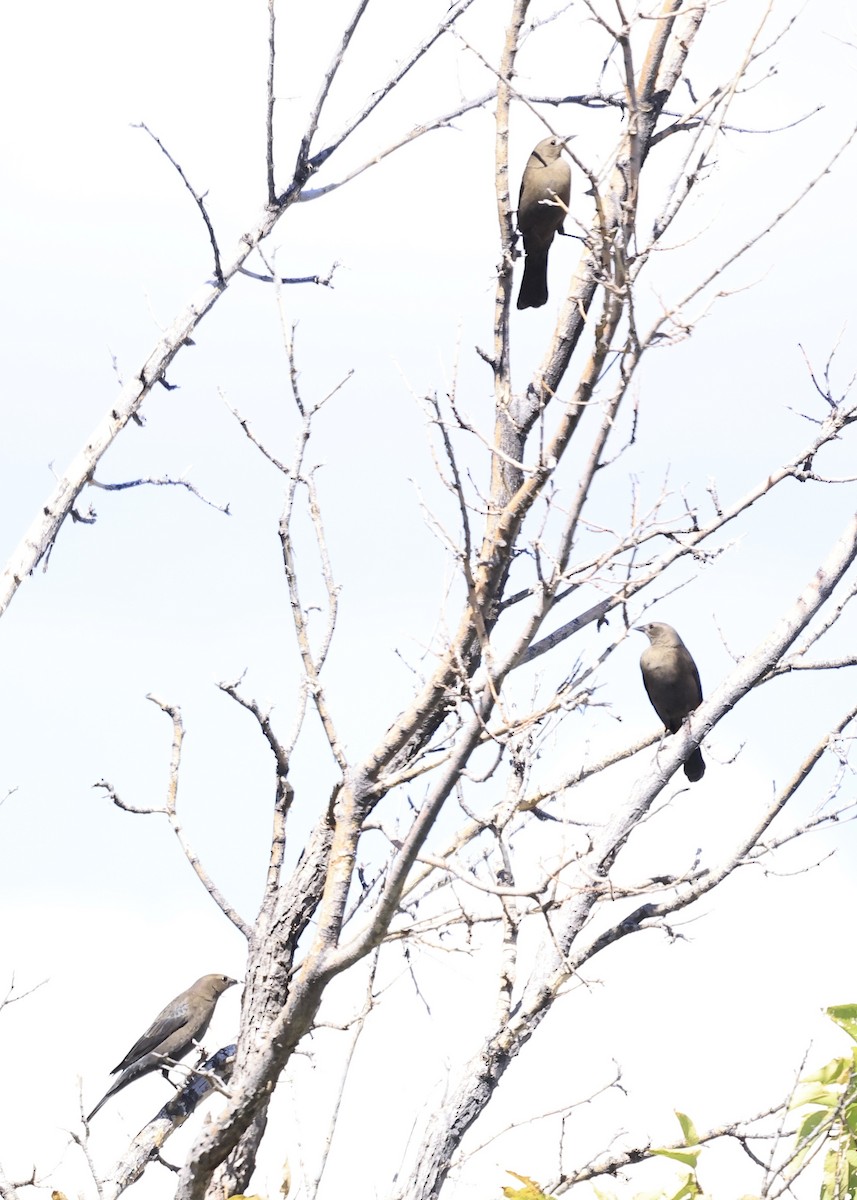 Трупіалець пурпуровий - ML647569582