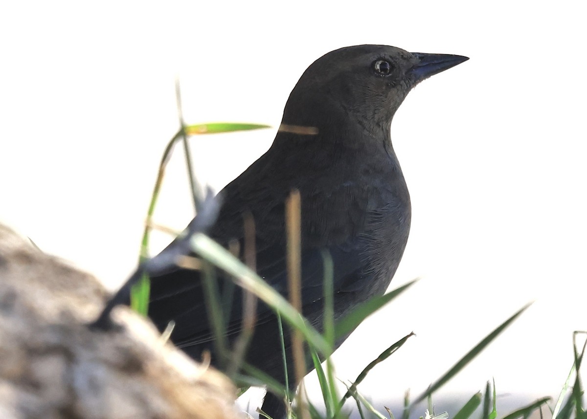 Трупіалець пурпуровий - ML647569591
