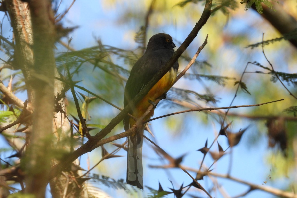 Citreoline Trogon - ML647569595