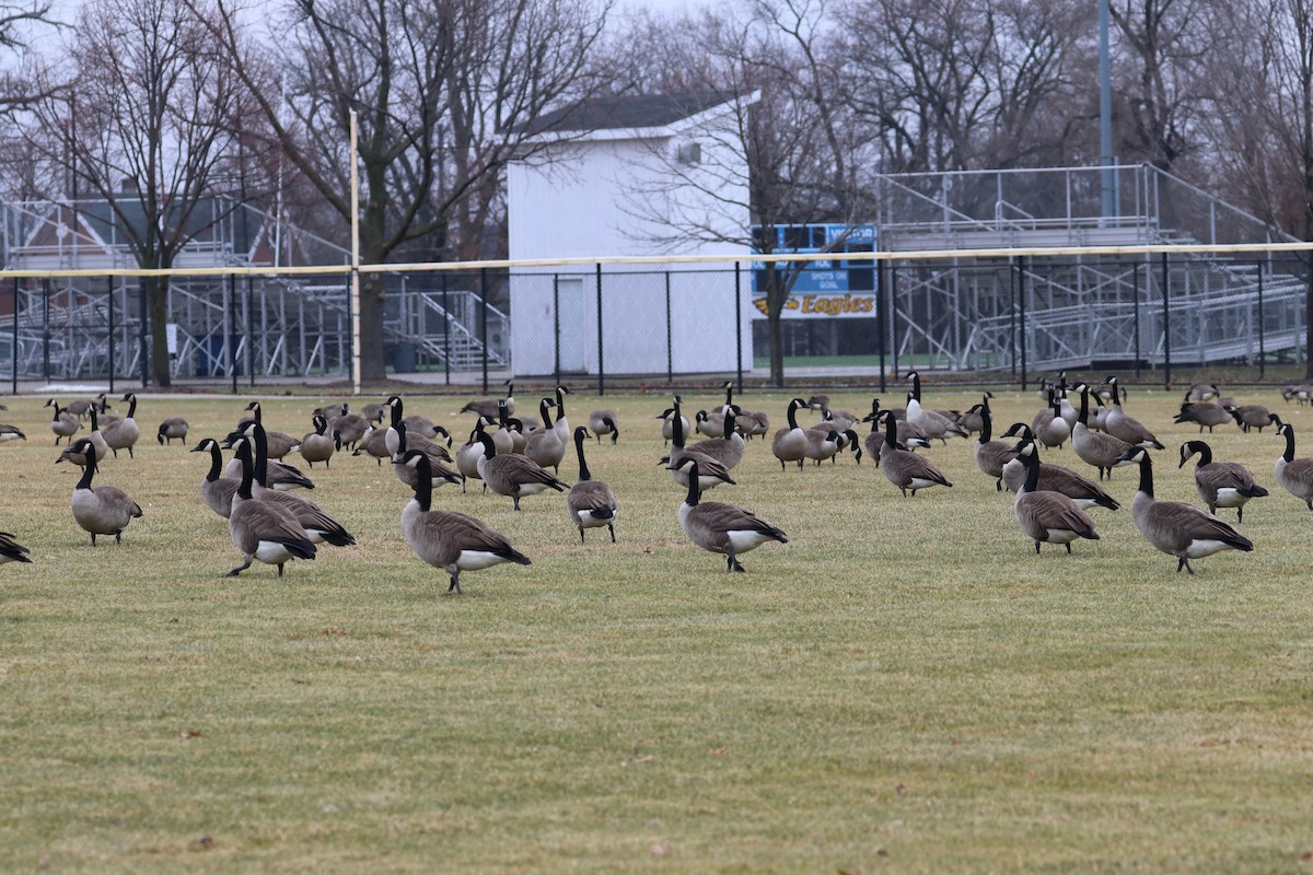 Oca canadese maggiore - ML647569619
