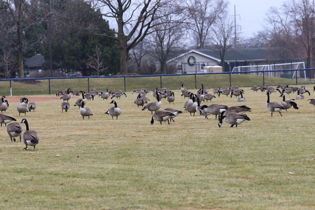 Oca canadese maggiore - ML647569620