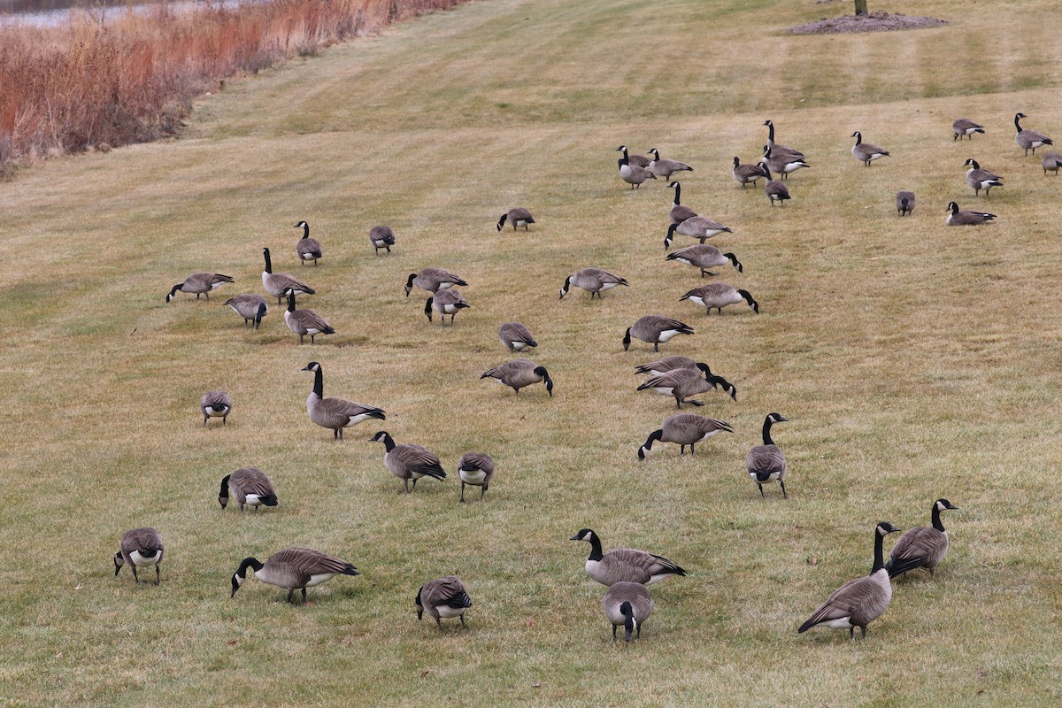 Oca canadese maggiore - ML647569621