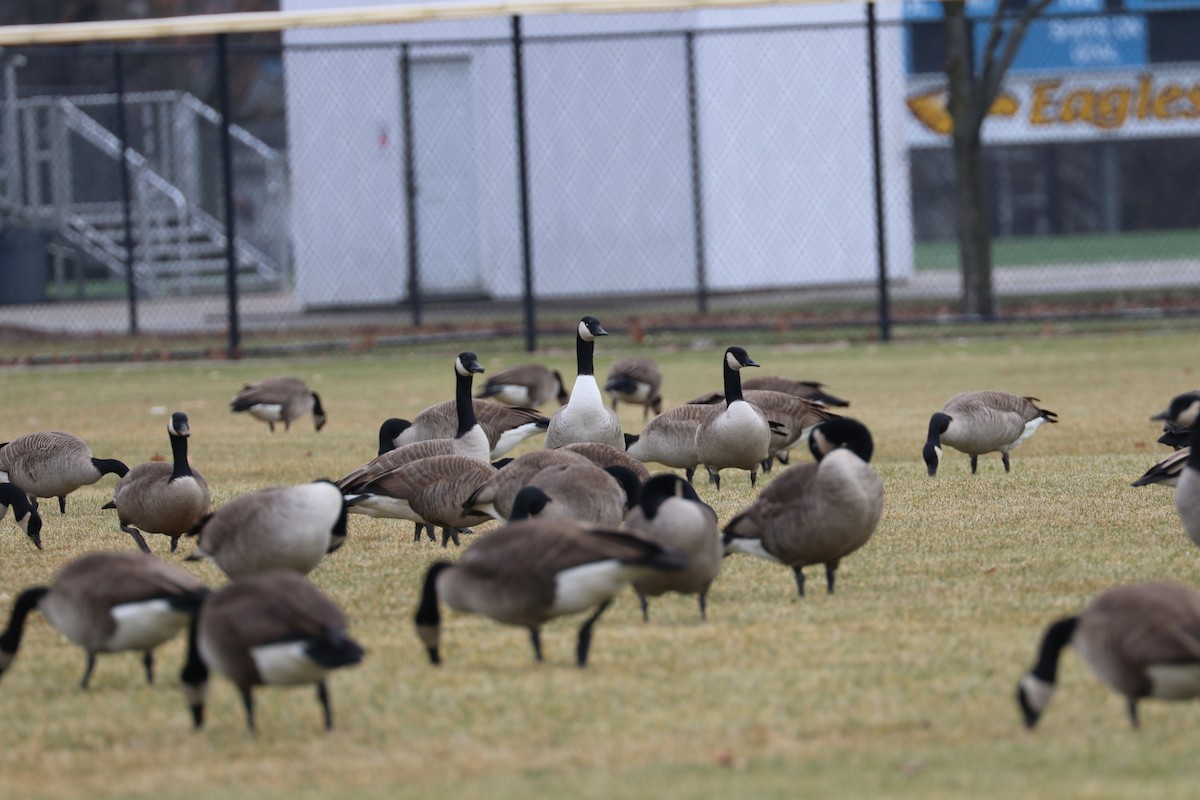 Oca canadese maggiore - ML647569632