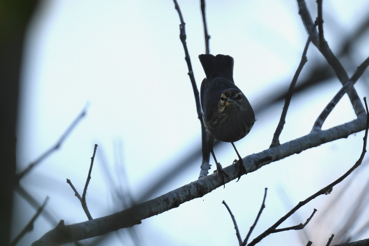 Northern Waterthrush - ML647569633