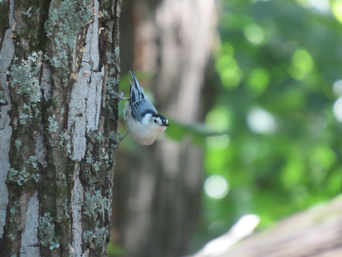 Sittelle à poitrine blanche - ML647569644