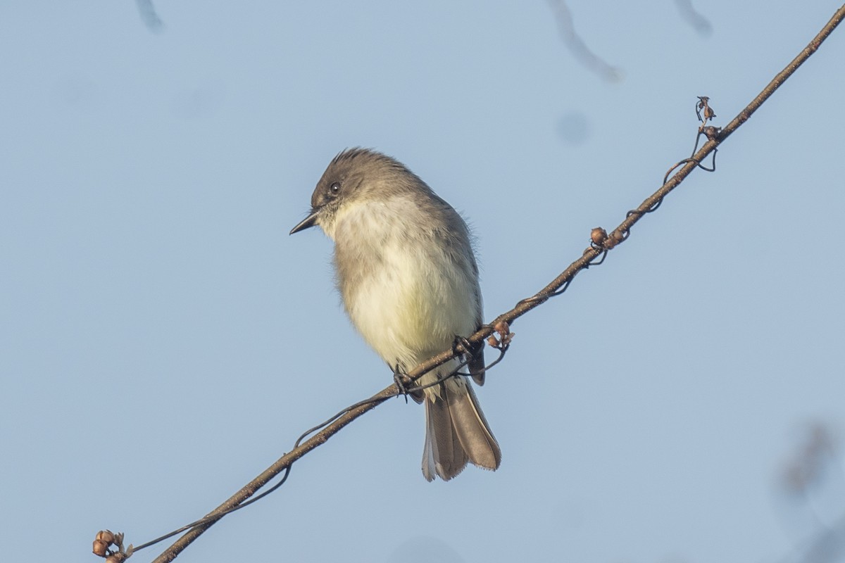 Moucherolle phébi - ML647569655