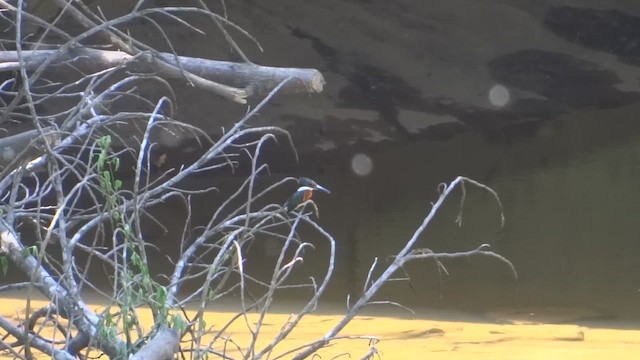 Green Kingfisher - ML647569665