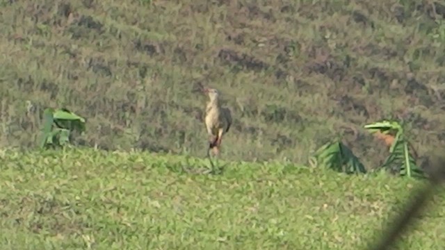 Red-legged Seriema - ML647569669