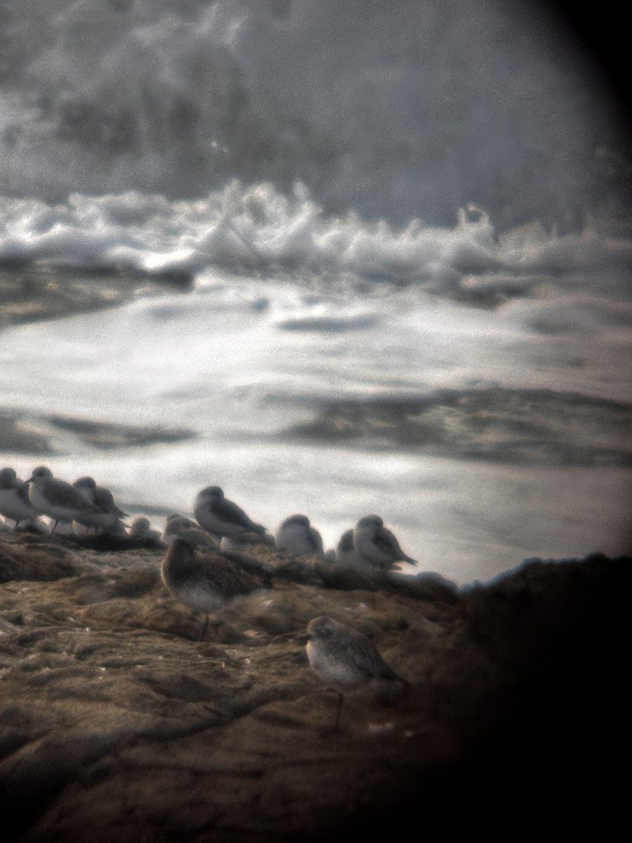 Pluvier argenté - ML647569671