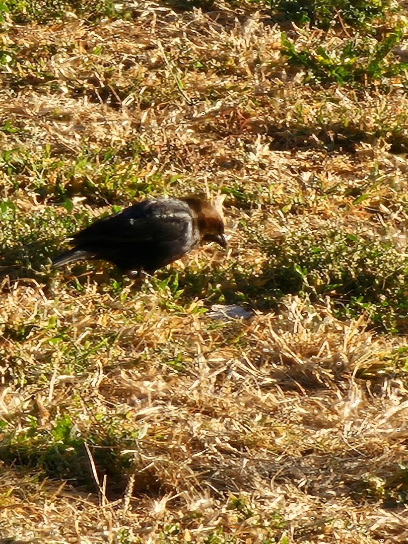 brunhodetrupial - ML647569700