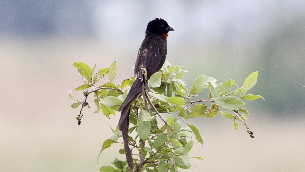 Red-collared Widowbird - ML647569704
